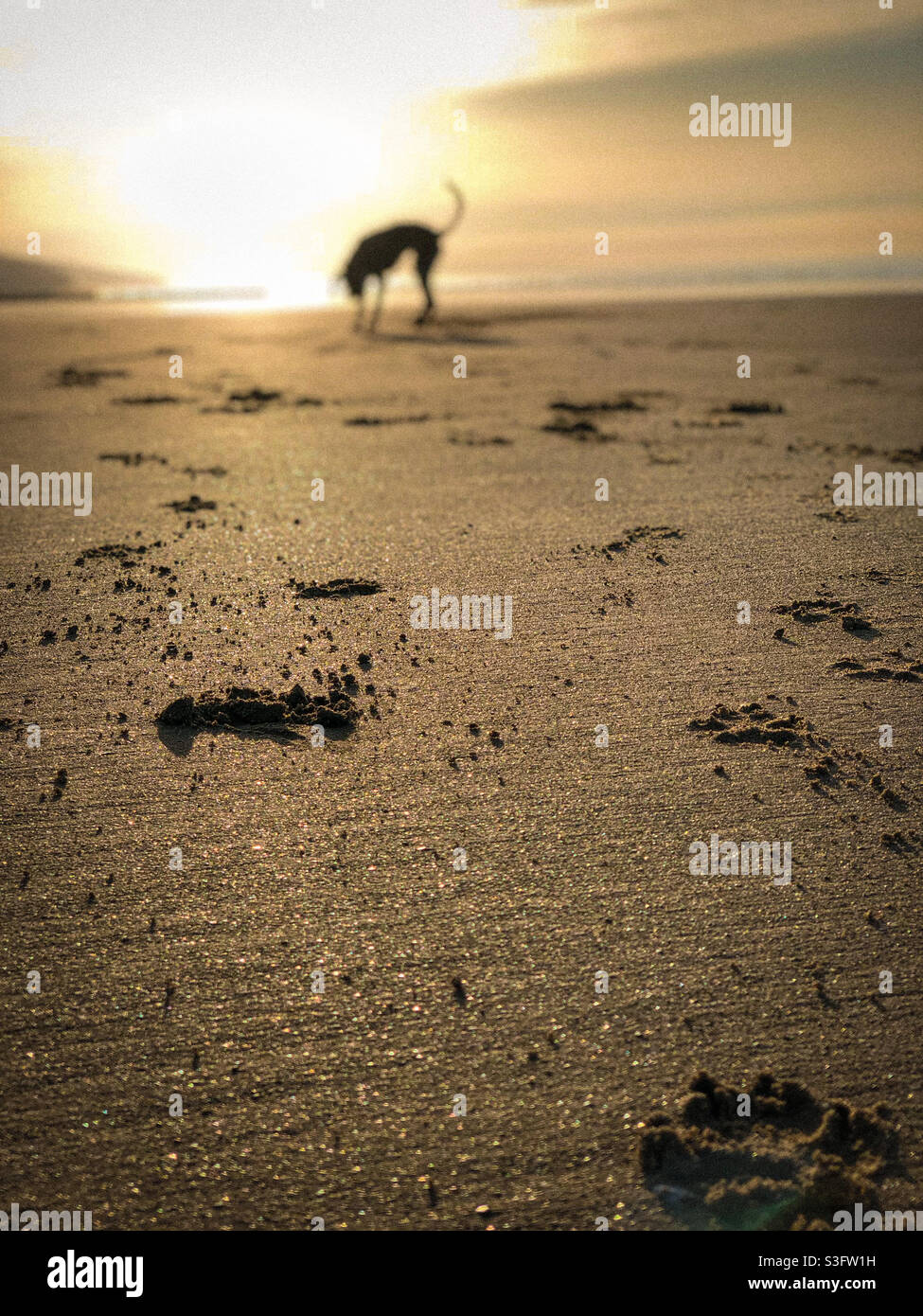 Paw prints in sand Stock Photo