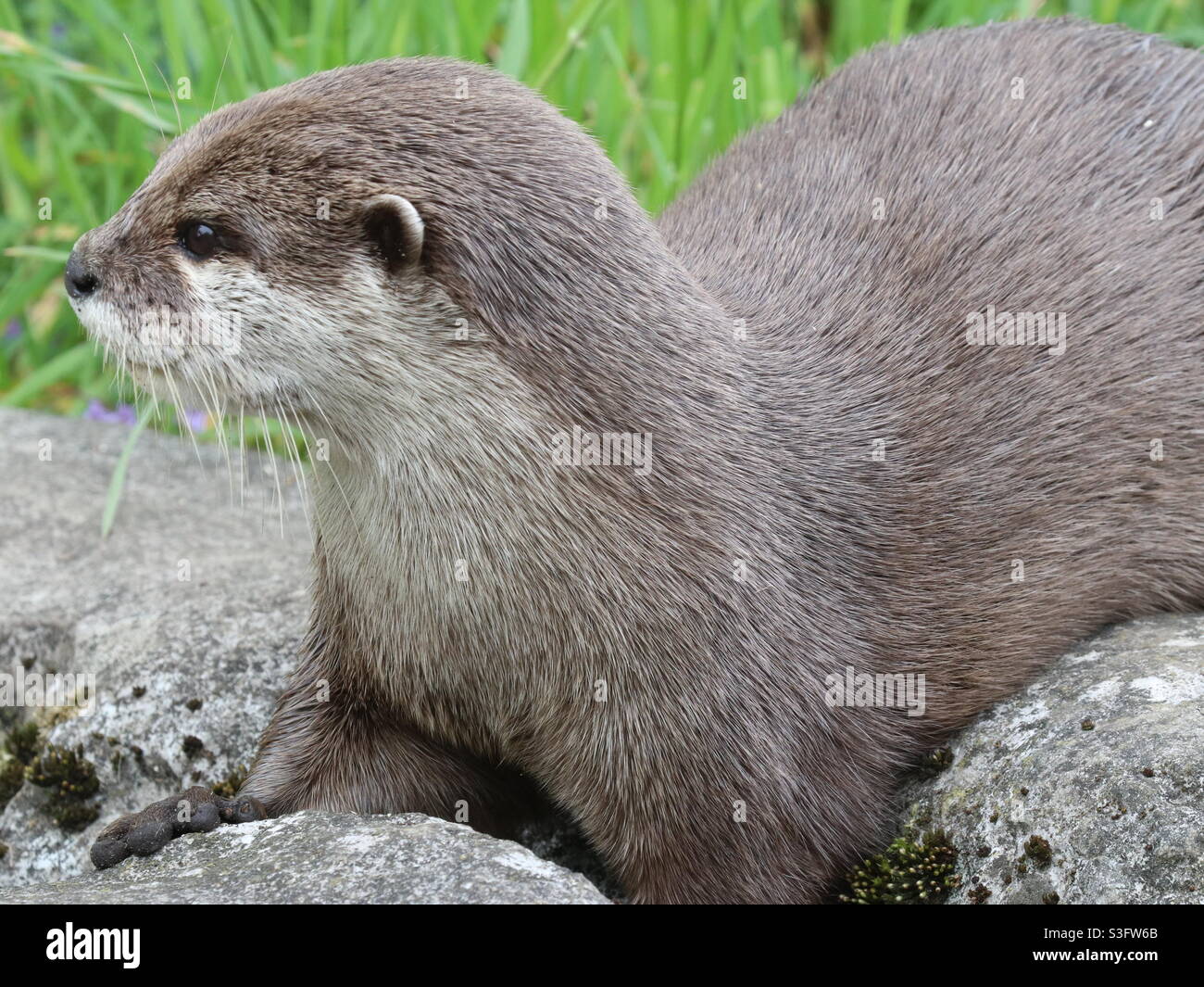 Young otter Stock Photo