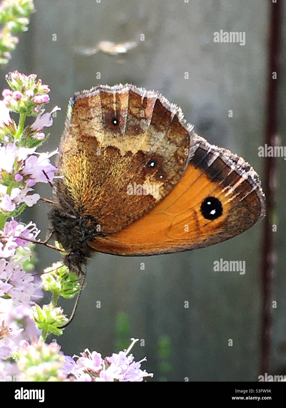 Gatekeeper butterfly - Smartphone Captured Stock Image