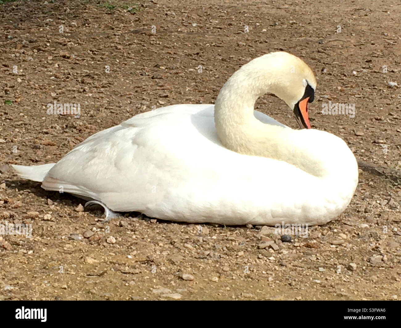 Swan - Smartphone Captured Stock Image