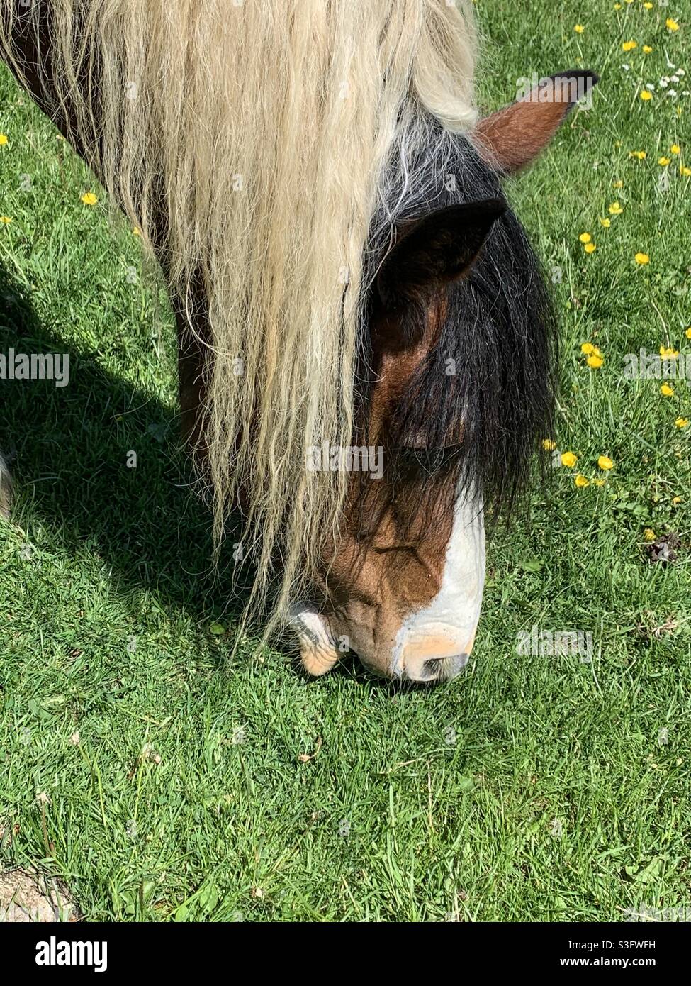 Horse - Smartphone Captured Stock Image