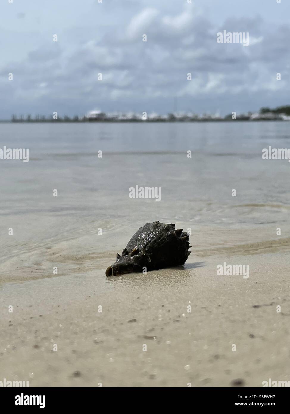 Select focus on a hermit crab shell on the shoreline of bay water with blurred boat background - Smartphone Captured Stock Image