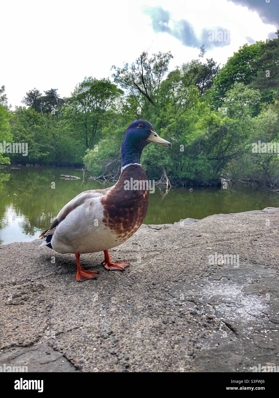 A male mallard duck standing on a stone barrier around a pond. - Smartphone Captured Stock Image