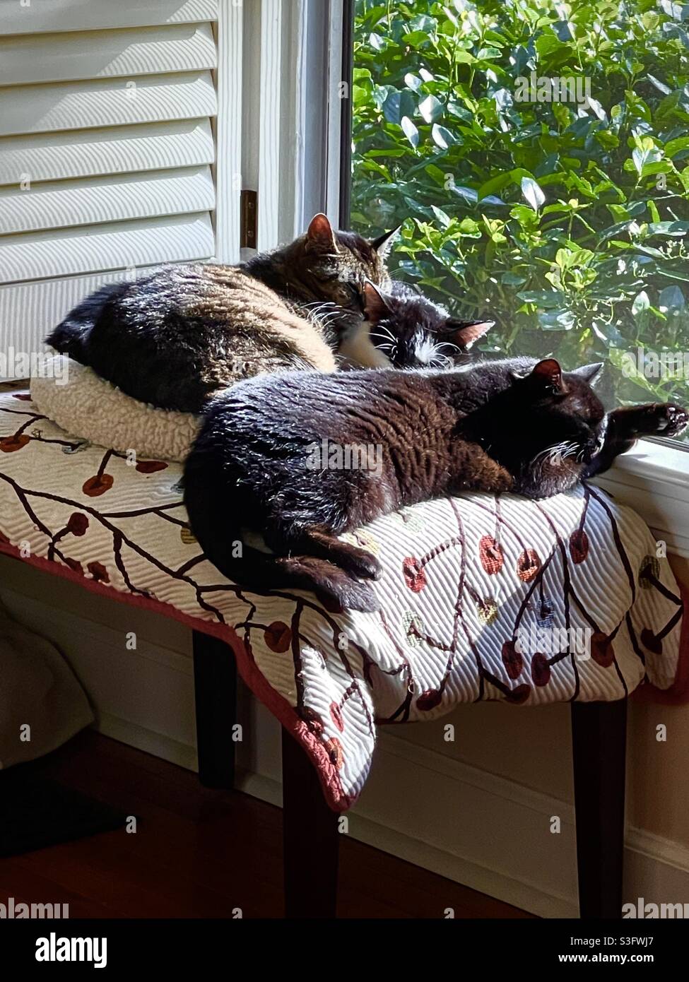 Three cats share a sun window Stock Photo
