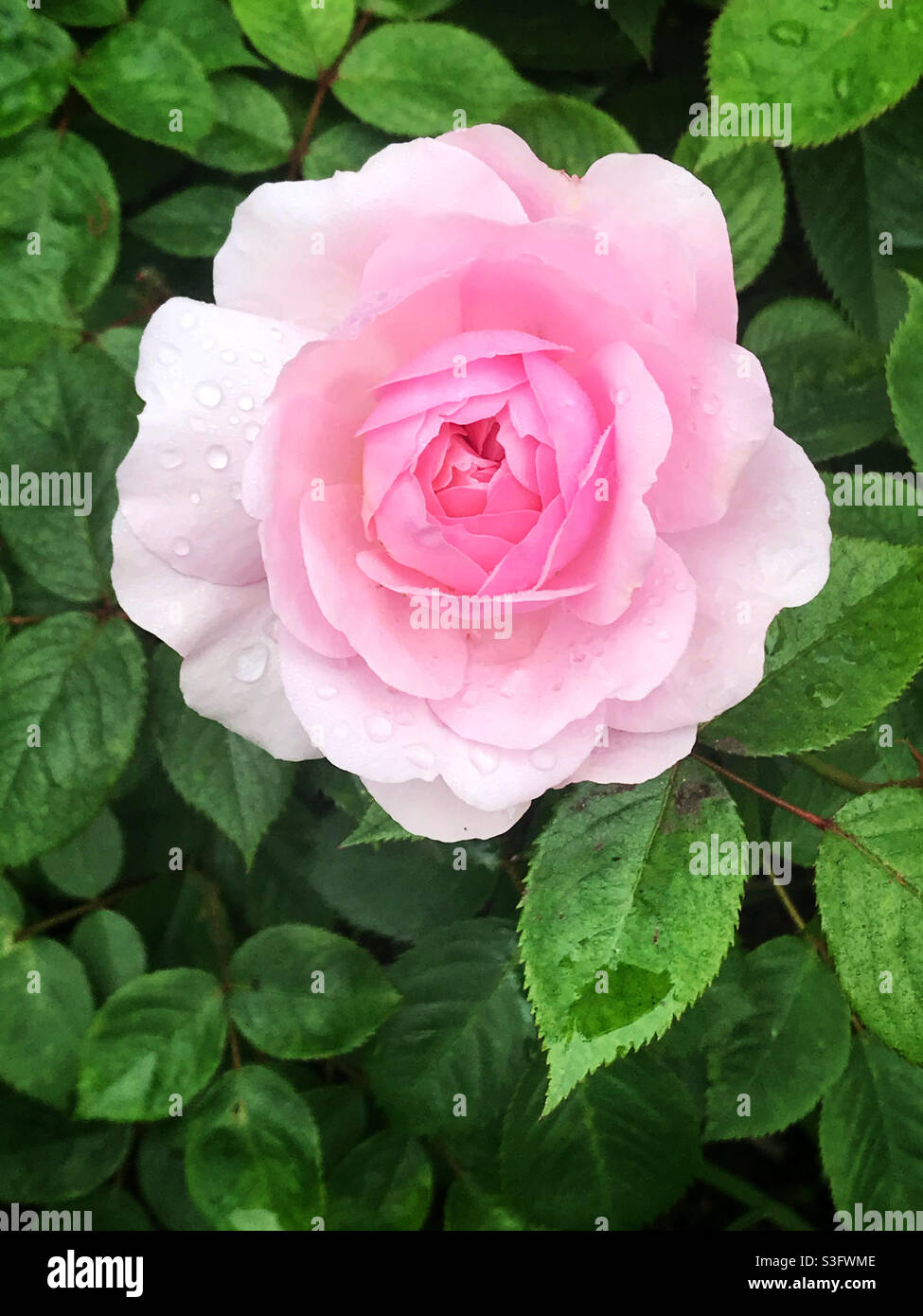 A single pink rose in full bloom. The rose is named Olivia Rose Austin