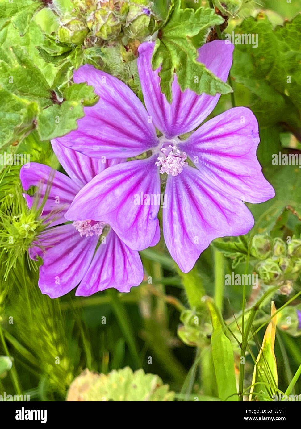 Mallow flowers - Smartphone Captured Stock Image