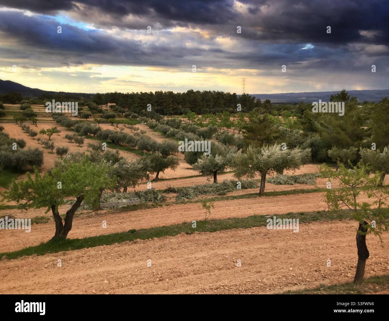 Olive farm under a dramatic sky, Catalonia, Spain. - Smartphone Captured Stock Image
