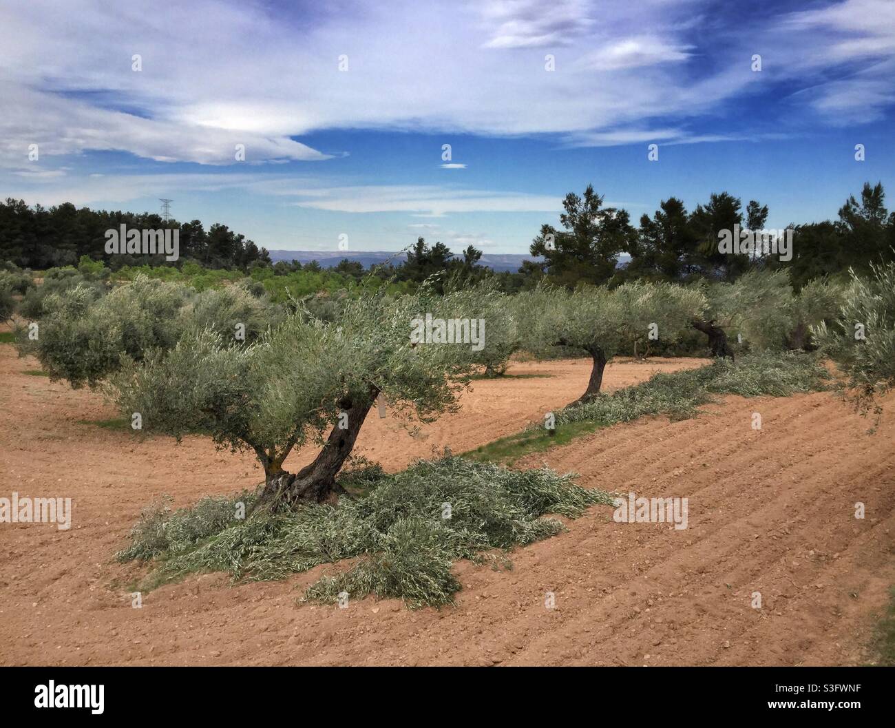 Pruning olive trees, Catalonia, Spain. Stock Photo