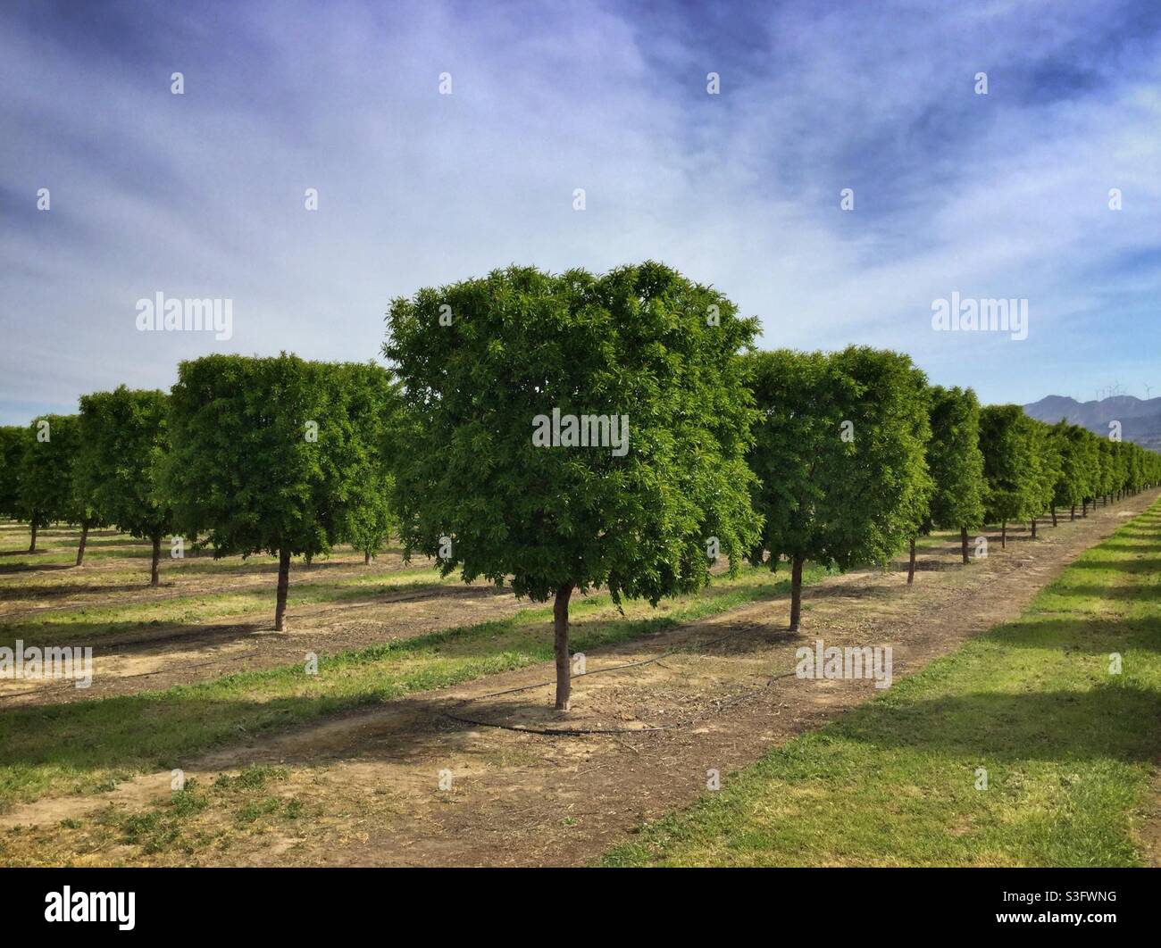Pruned almond trees, Catalonia, Spain. Stock Photo