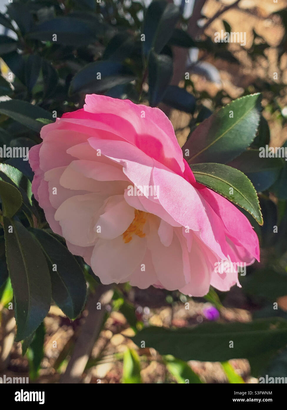 Delicate soft pink petals of a camellia  sasanqua Paradise Blush flower - Smartphone Captured Stock Image