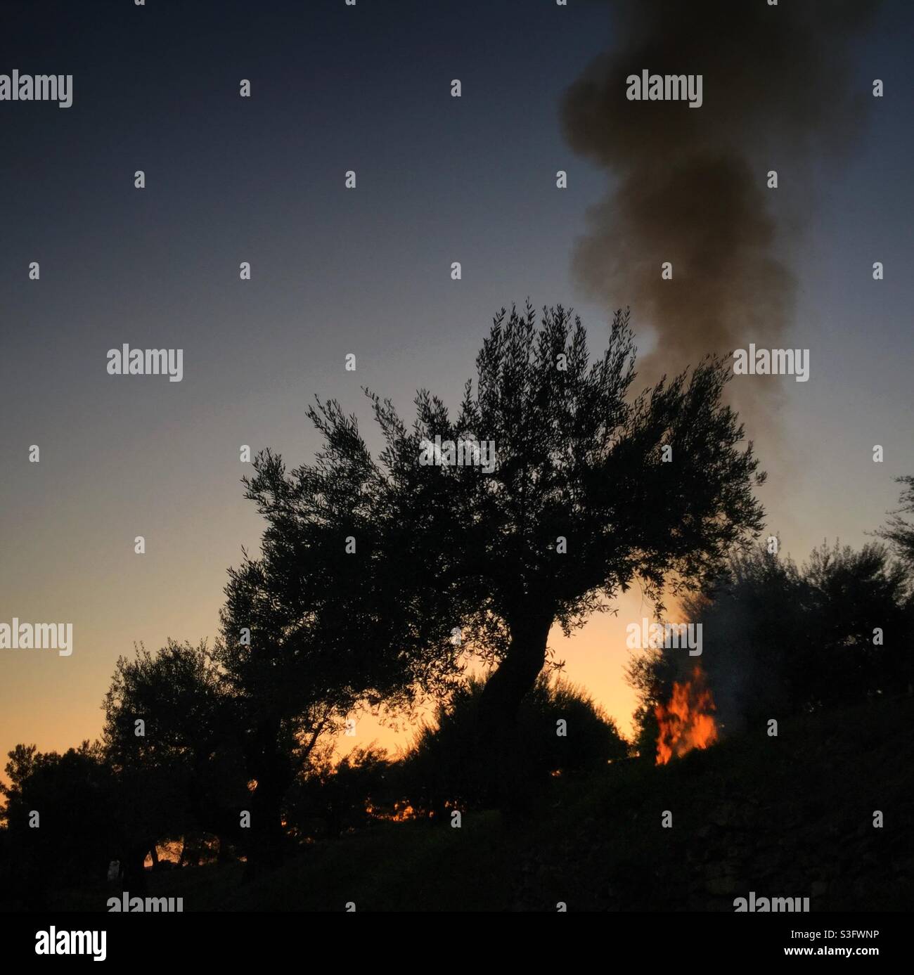 Daybreak bonfire in an olive grove, Catalonia, Spain. Stock Photo