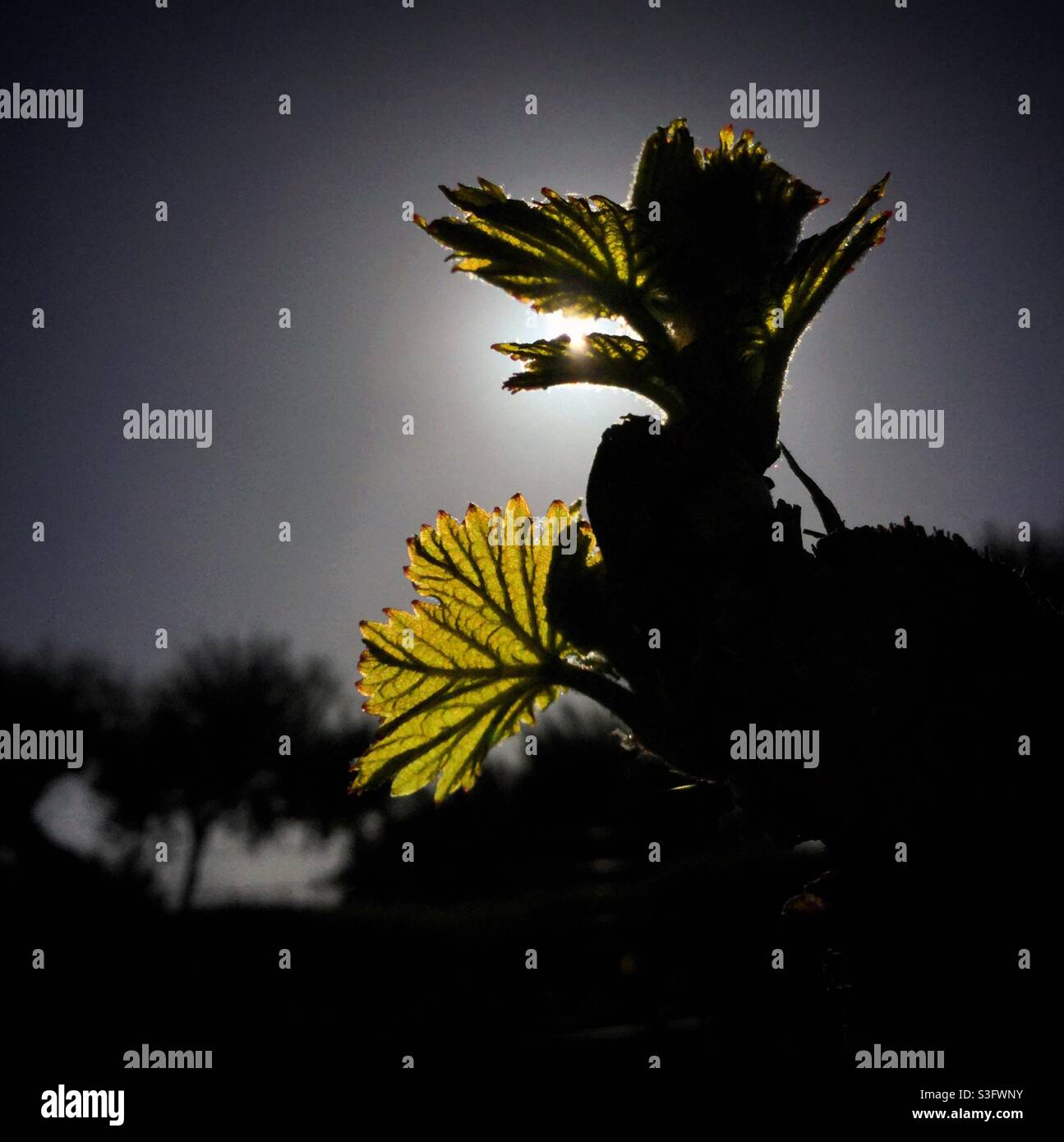 Grenache grapevine at bud burst, Catalonia, Spain. - Smartphone Captured Stock Image