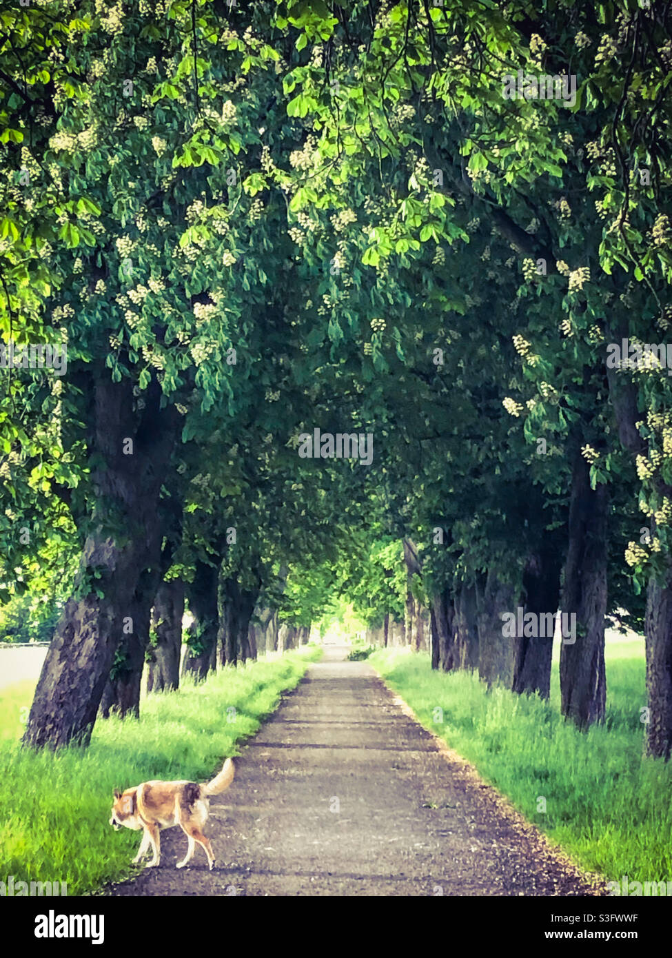blooming horse chestnut tree avenue Stock Photo