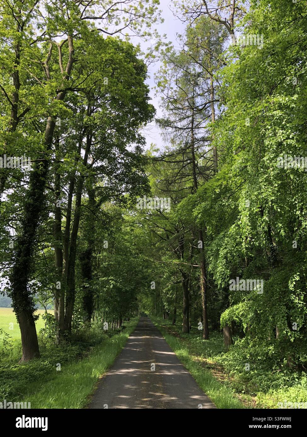 A narrow road through a mature woodland in springtime, North Yorkshire, United Kingdom - Smartphone Captured Stock Image