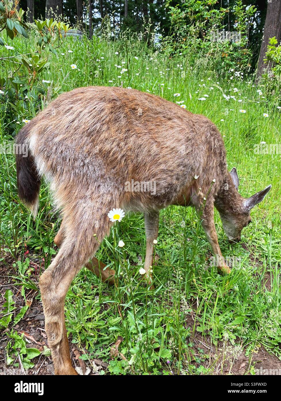 A deer grazing on grass in a field with wildflowers Stock Photo Alamy