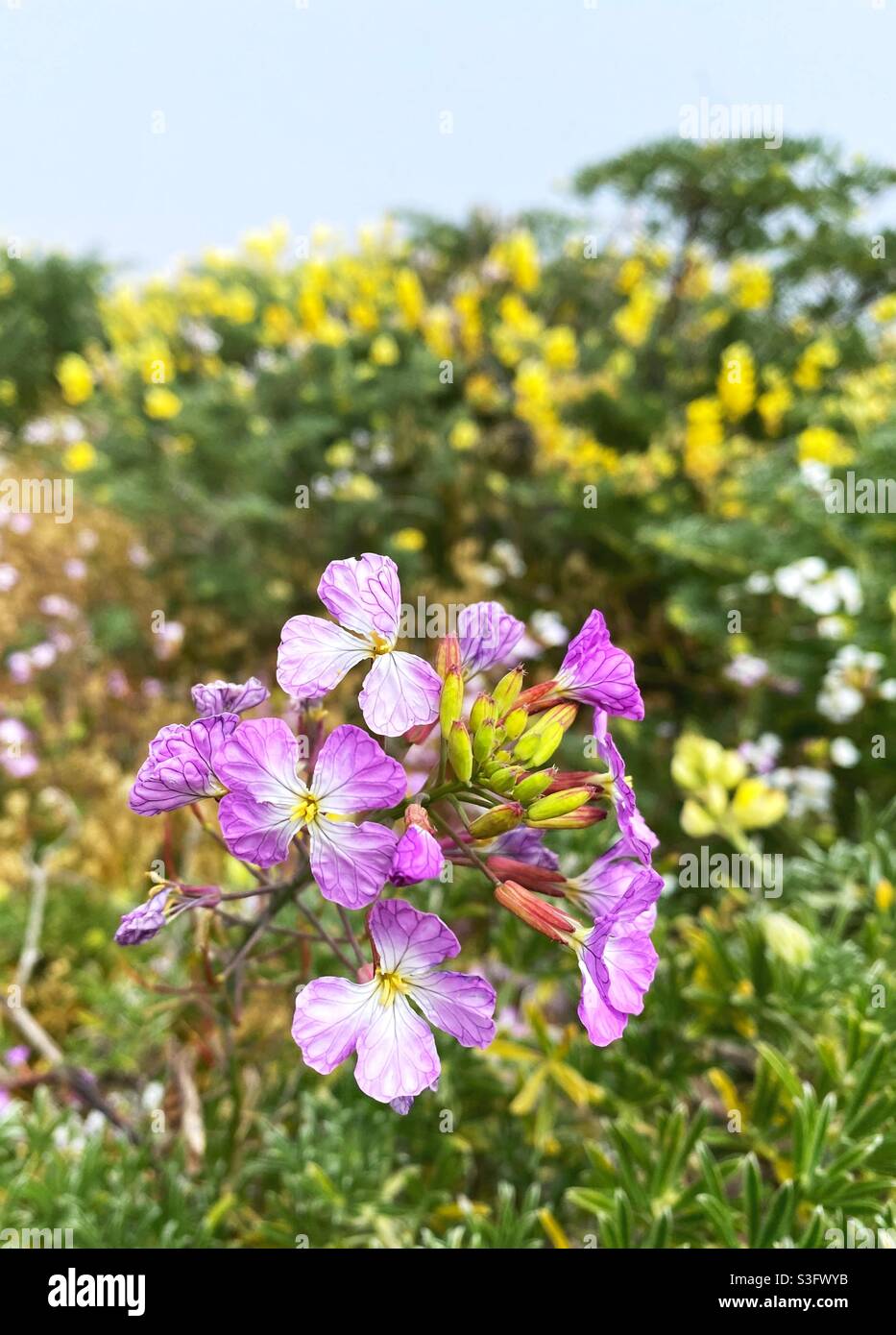 Wildflowers growing on Bodega Head in California. Stock Photo