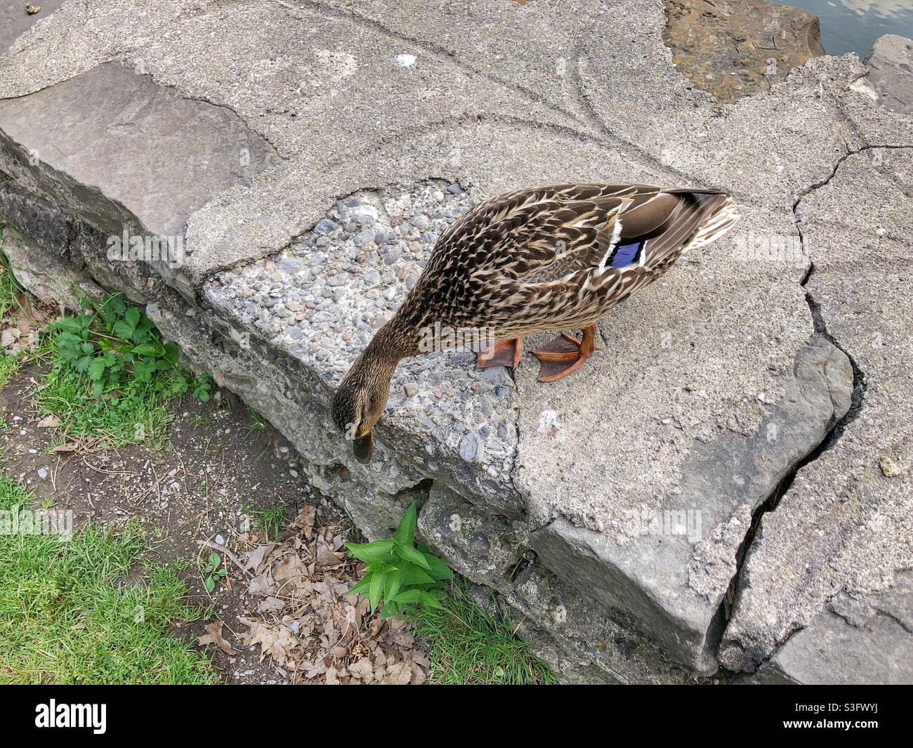 A female mallard duck looking down to the ground from the top of a rock barrier. - Smartphone Captured Stock Image