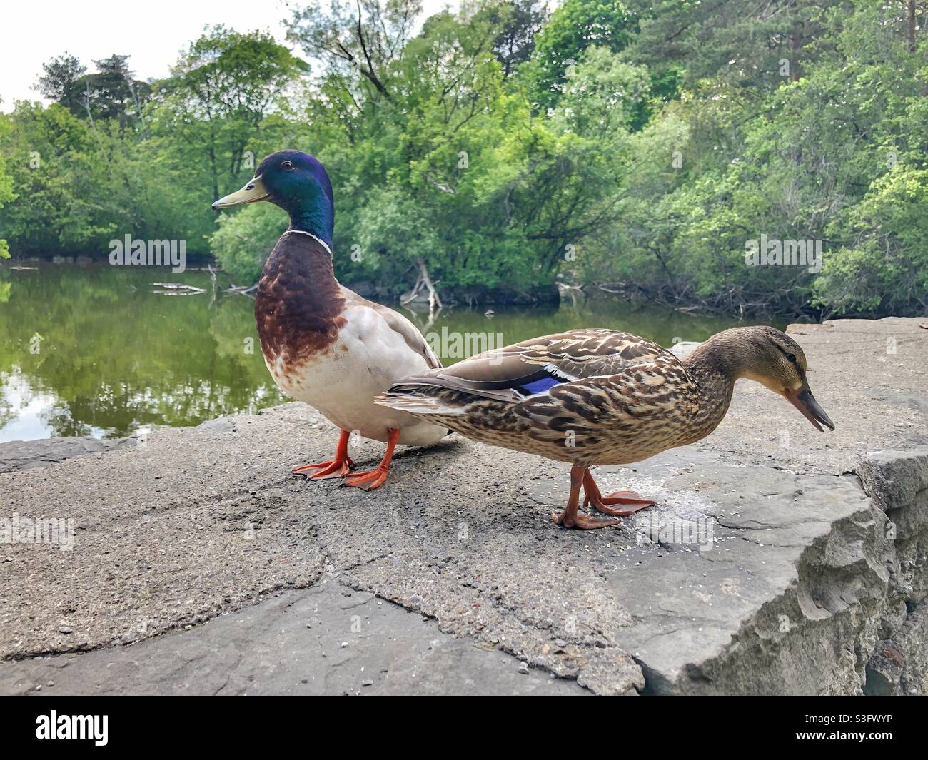 A mallard duck pair standing on a rock barrier around a pond. - Smartphone Captured Stock Image