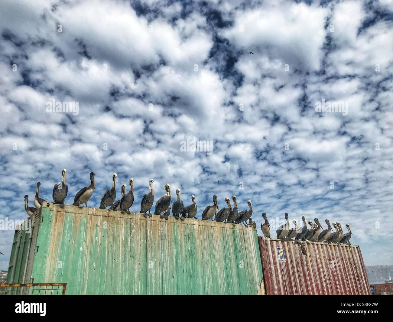 Peruvian Pelicans (Pelecanus thagus) lined up on top of shipping containers at the seafood market in Valparaiso, Chile - Smartphone Captured Stock Image