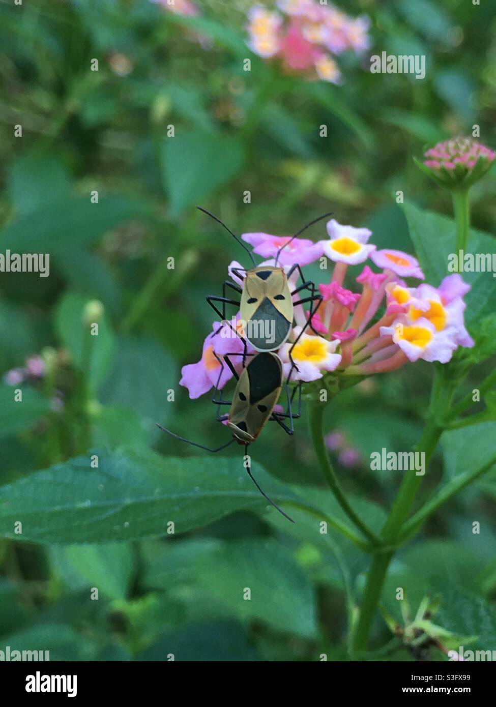 Bugs mating on top of the flower that contains sweet nectar Stock Photo