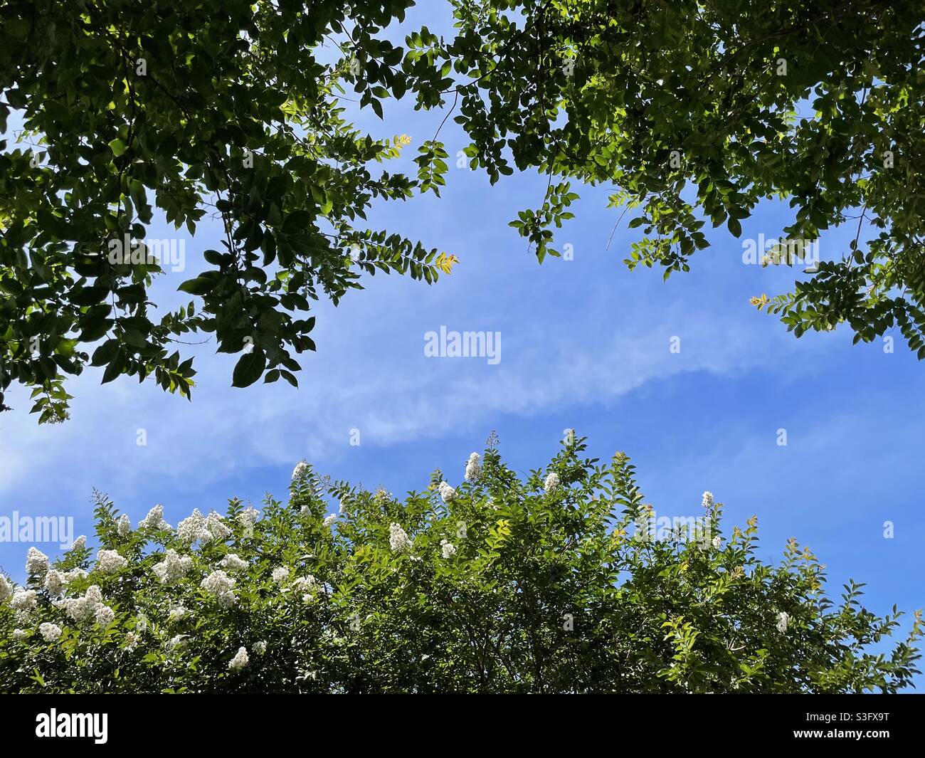 Blooming tree framed with tree branches and blue skies Stock Photo - Alamy
