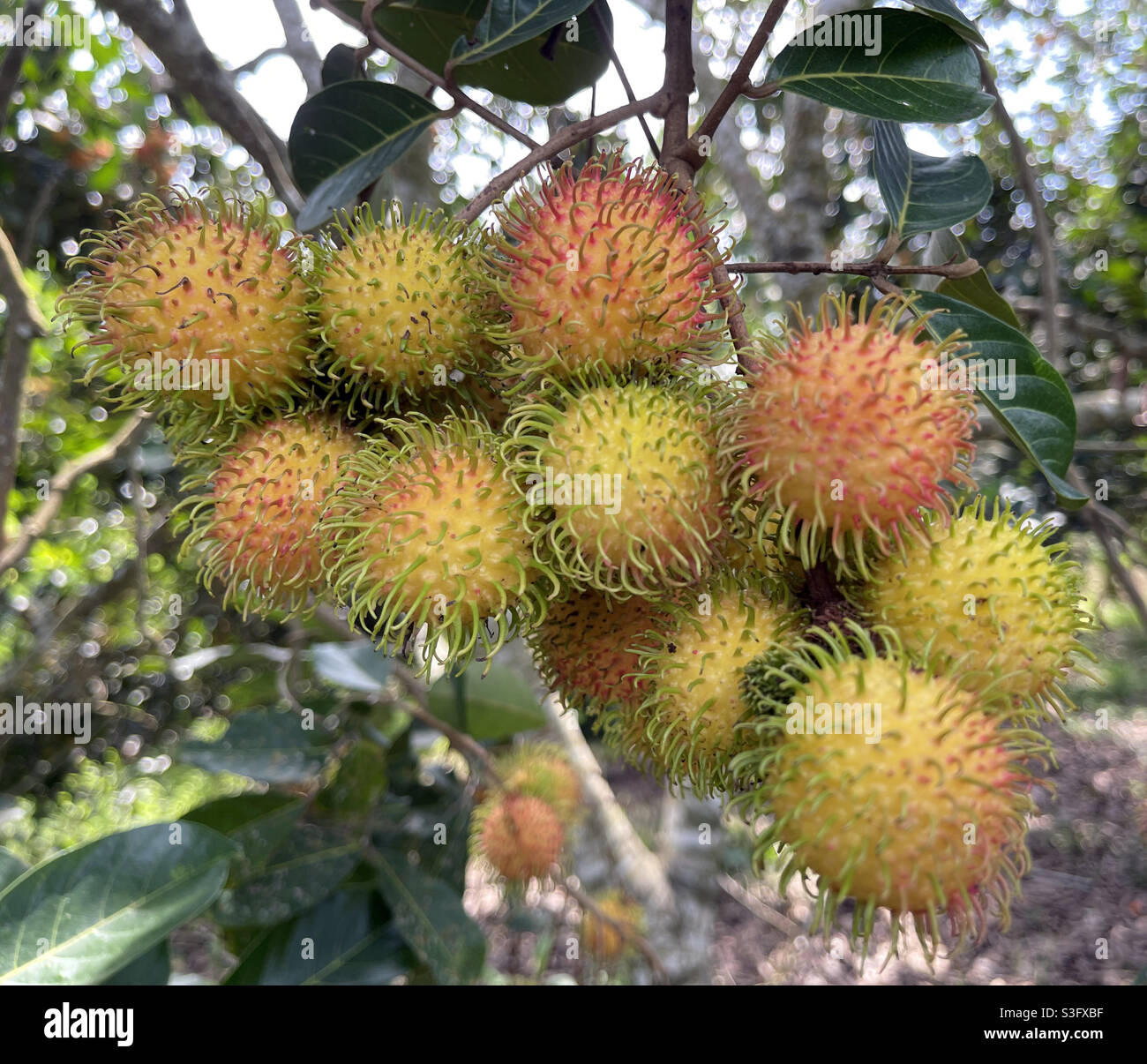 Rambutan tree hi-res stock photography and images - Alamy