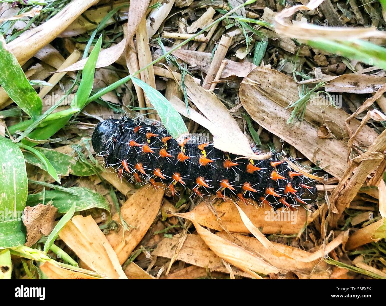 Black and white caterpillar hi-res stock photography and images - Alamy