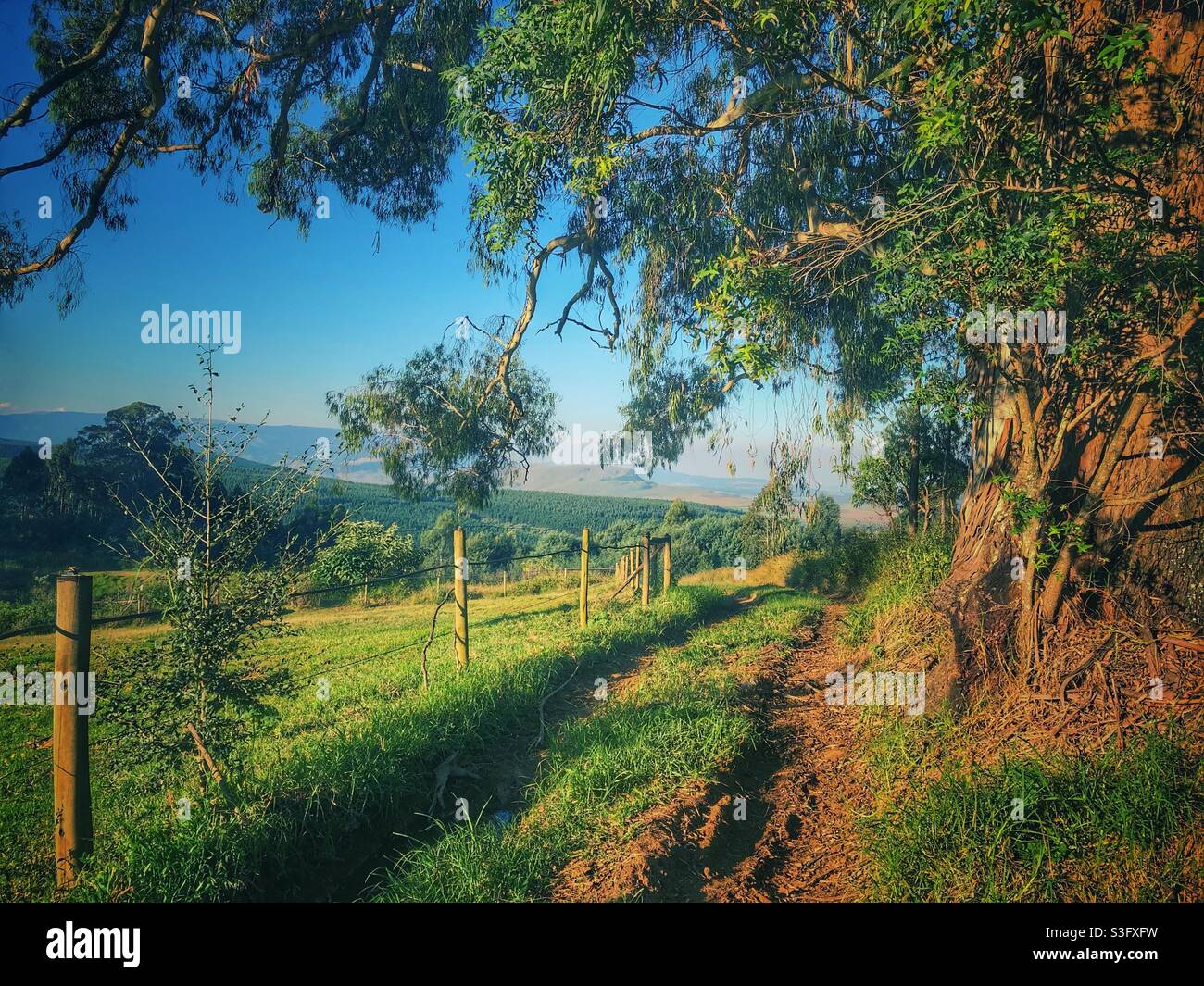 Landscape photo of a jeep track and giant eucalyptus tree over the Karkloof Valley, South Africa - Smartphone Captured Stock Image