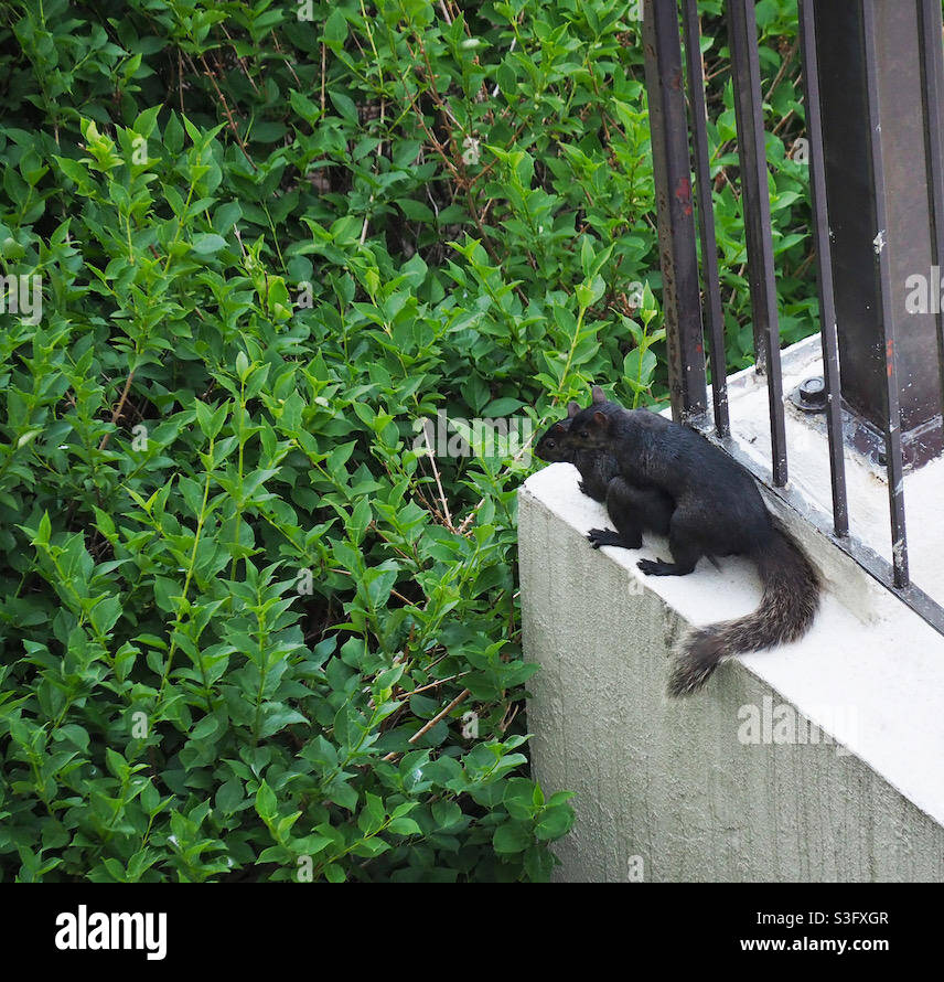 Love is in the air. Two black squirrels getting frisky. Stock Photo