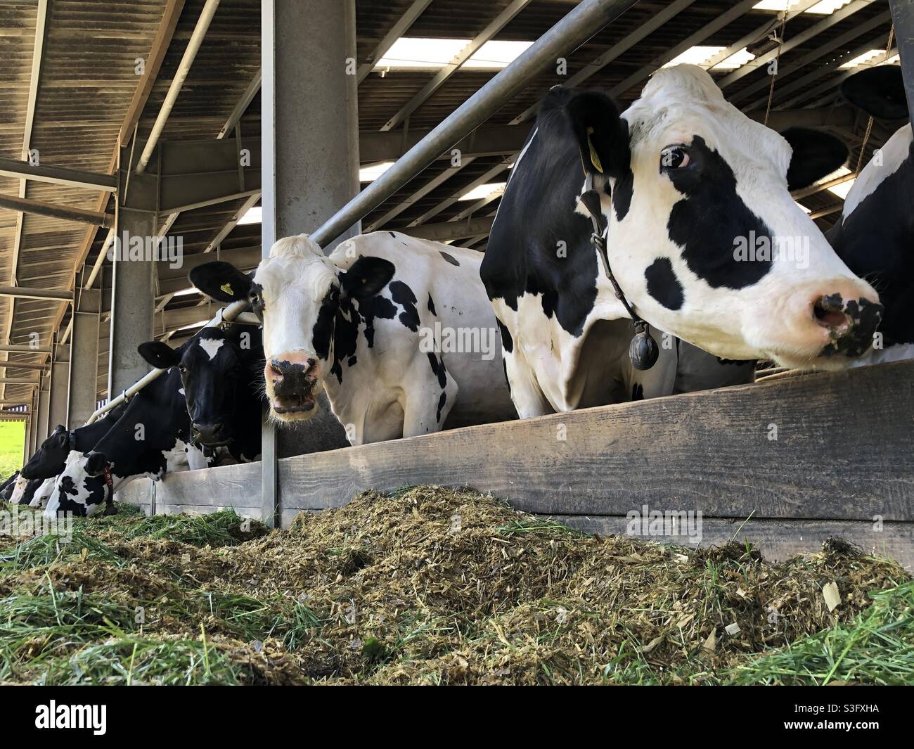 Dairy cows on a farm in England, United Kingdom - Smartphone Captured Stock Image