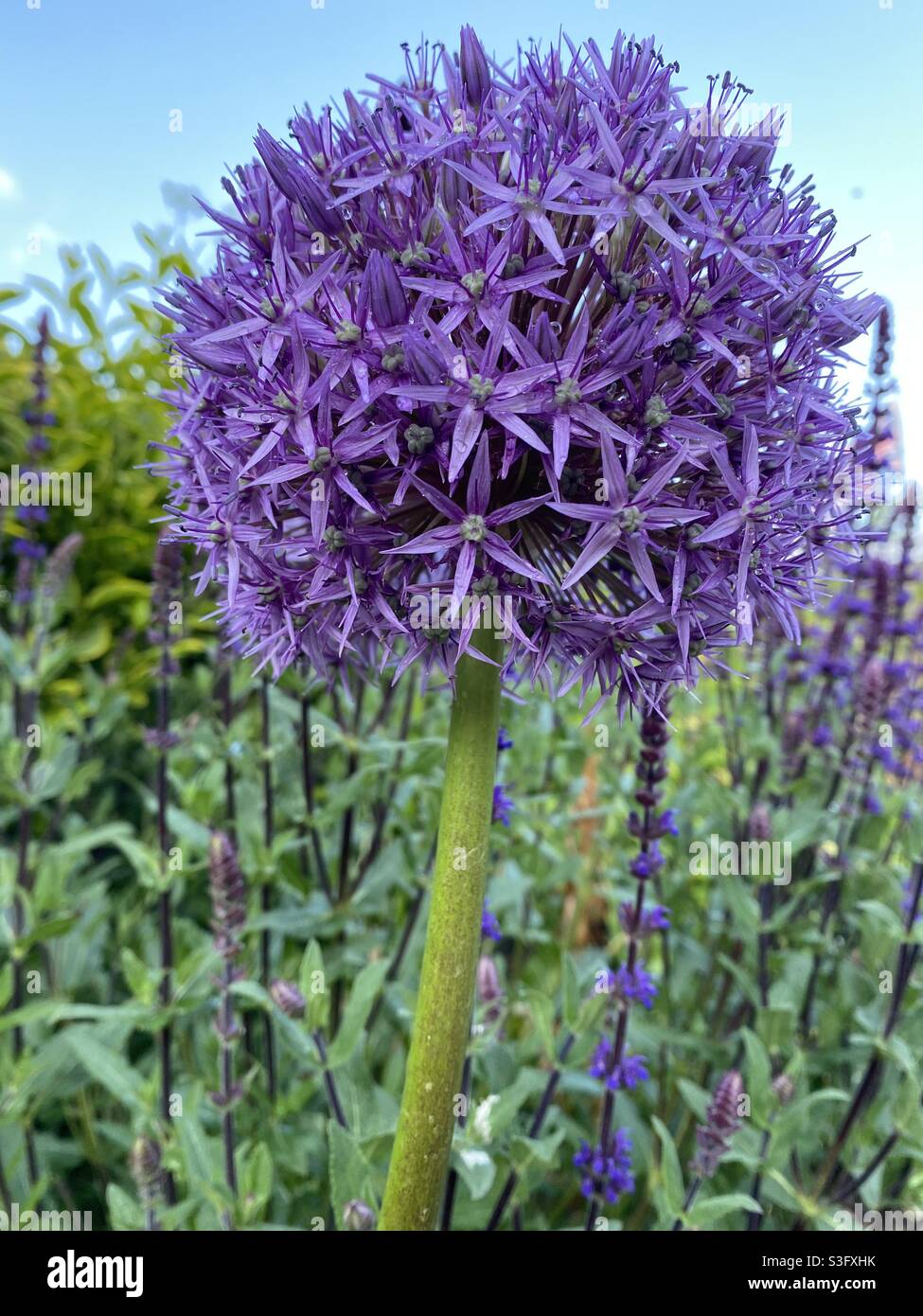 Purple Allium in the garden . Stock Photo