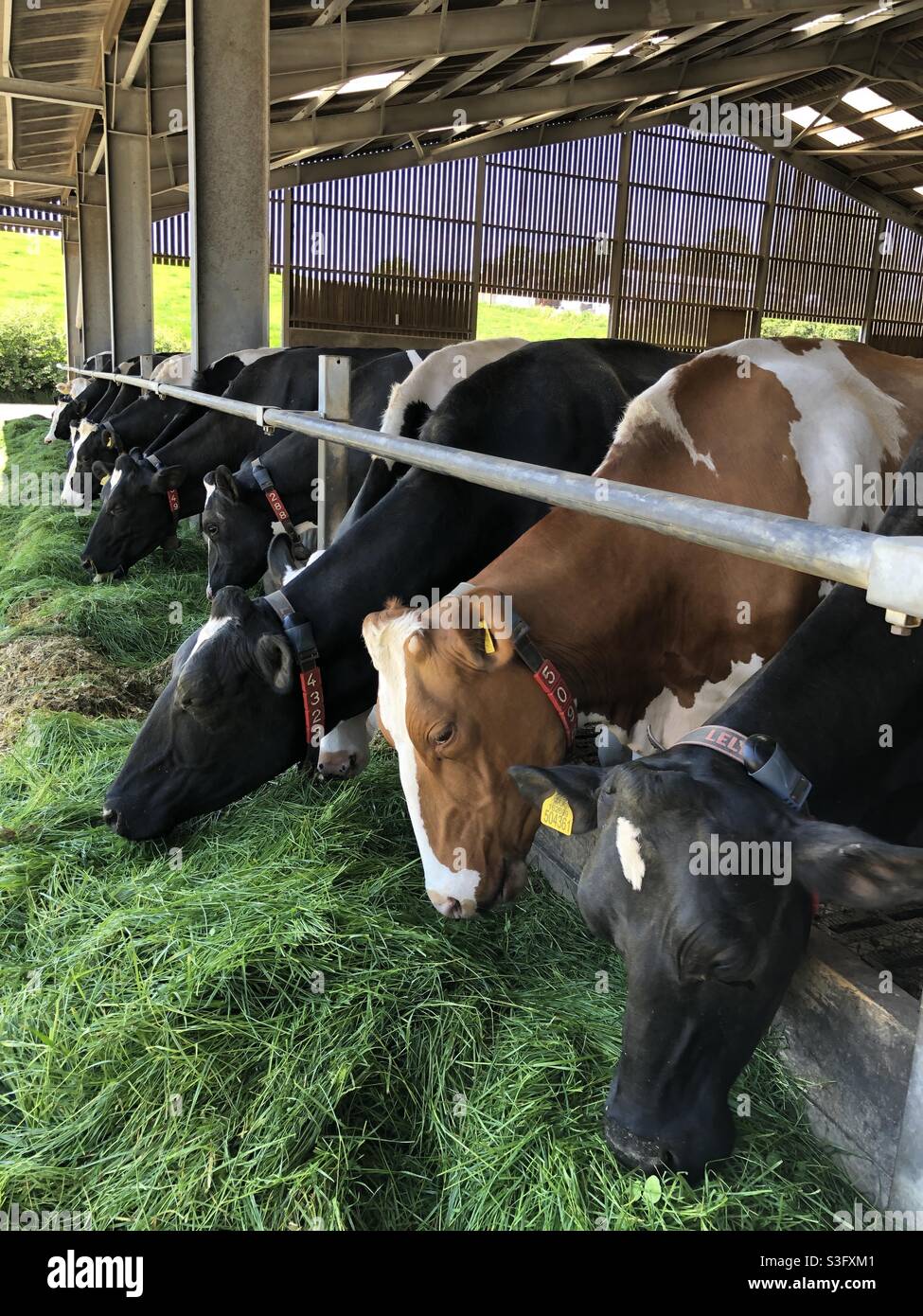 Dairy cows eating silage and fresh grass on a farm in the United Kingdom - Smartphone Captured Stock Image