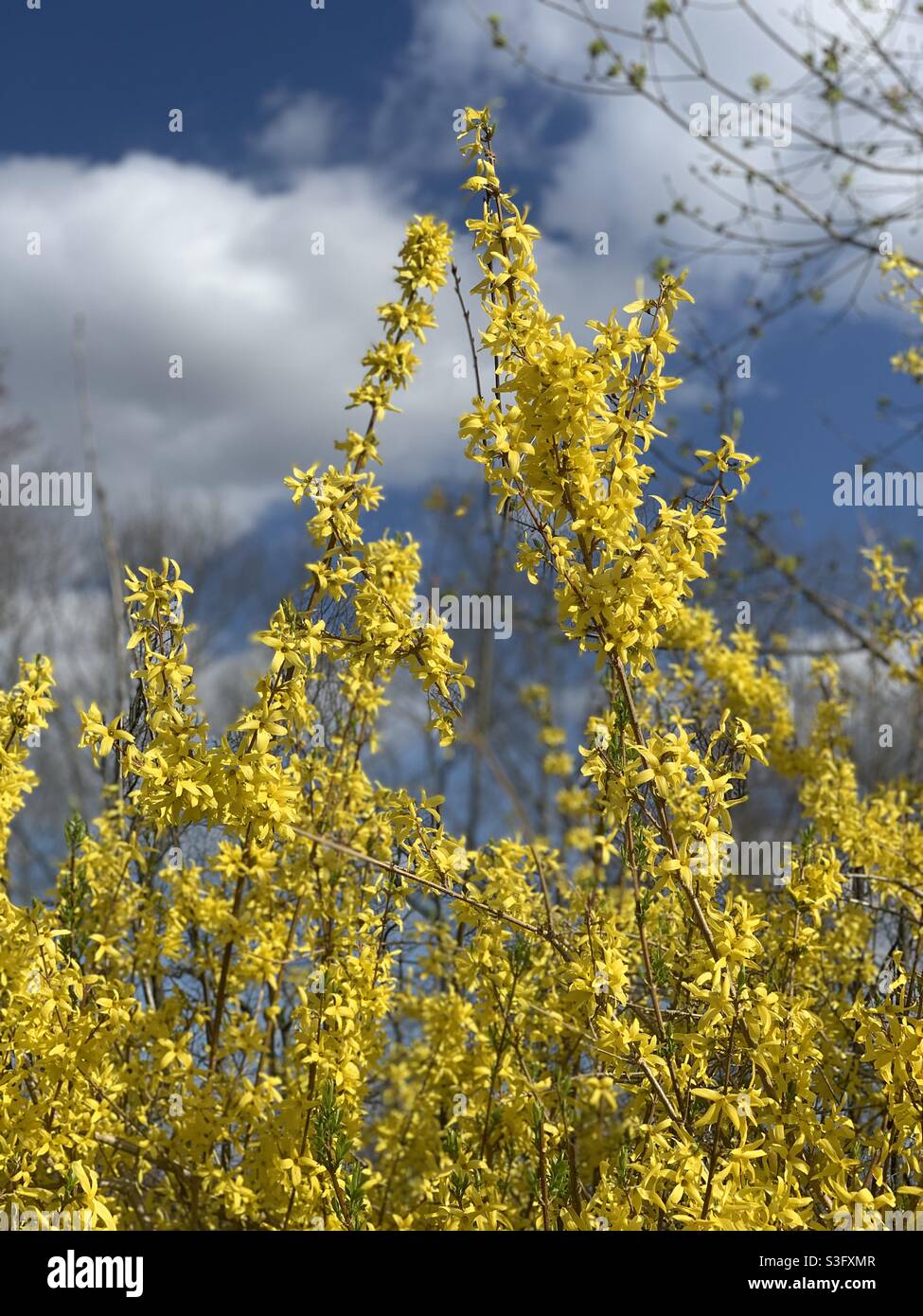 Yellow forsythia flowers hi-res stock photography and images - Alamy