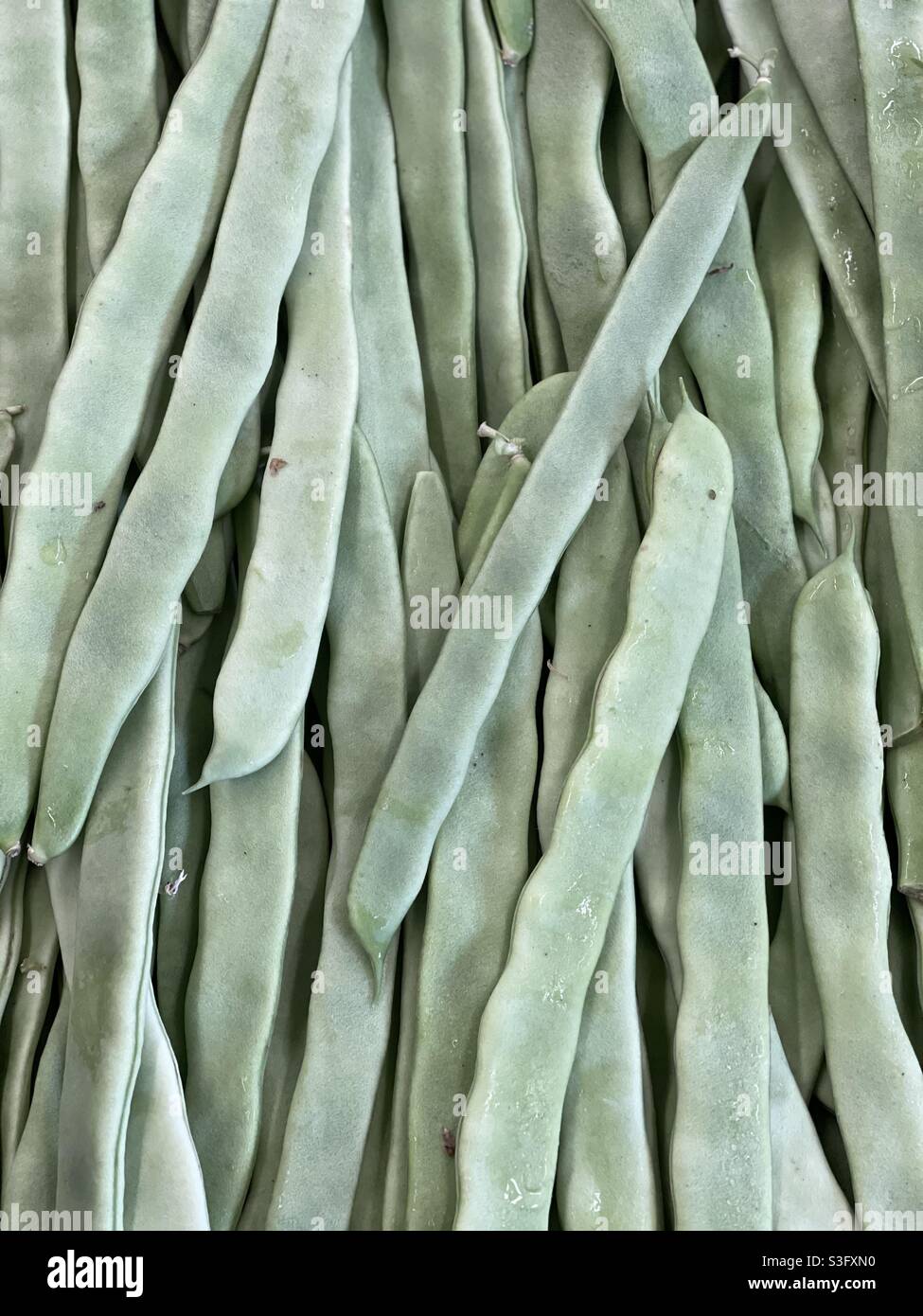 The taccola is a vegetable, a variety of pea with a light green color Stock Photo