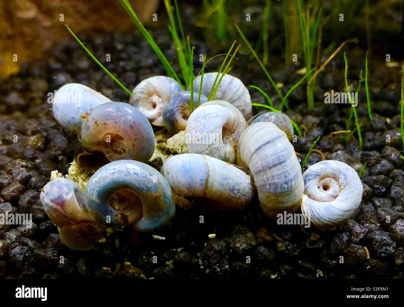 Blue ramshorn snails in an aquarium amongst plants in black gravel Stock Photo