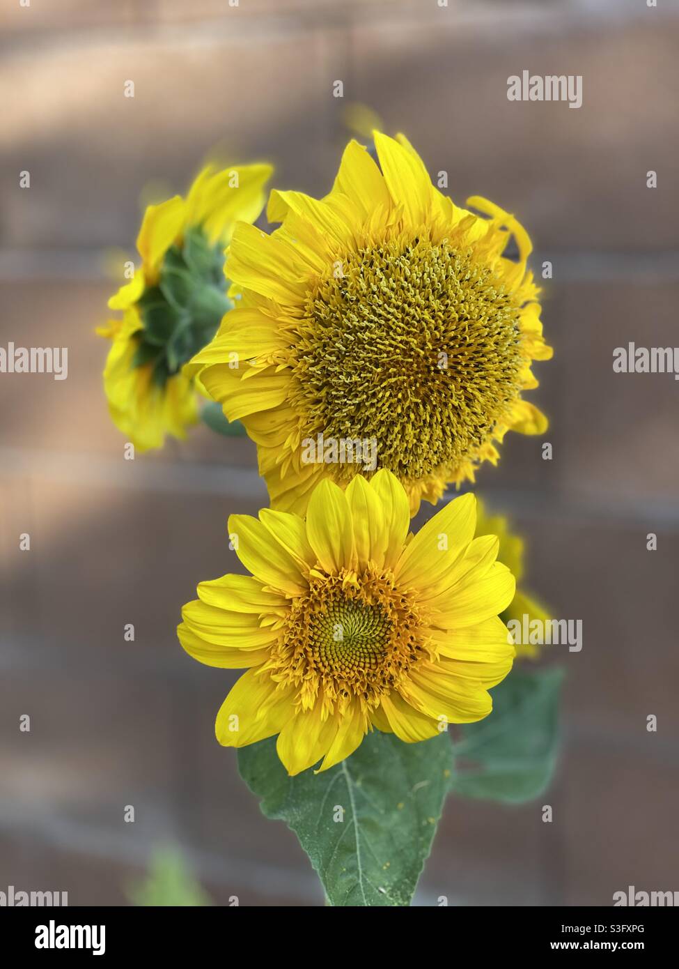 Black sunflowers hi-res stock photography and images - Alamy