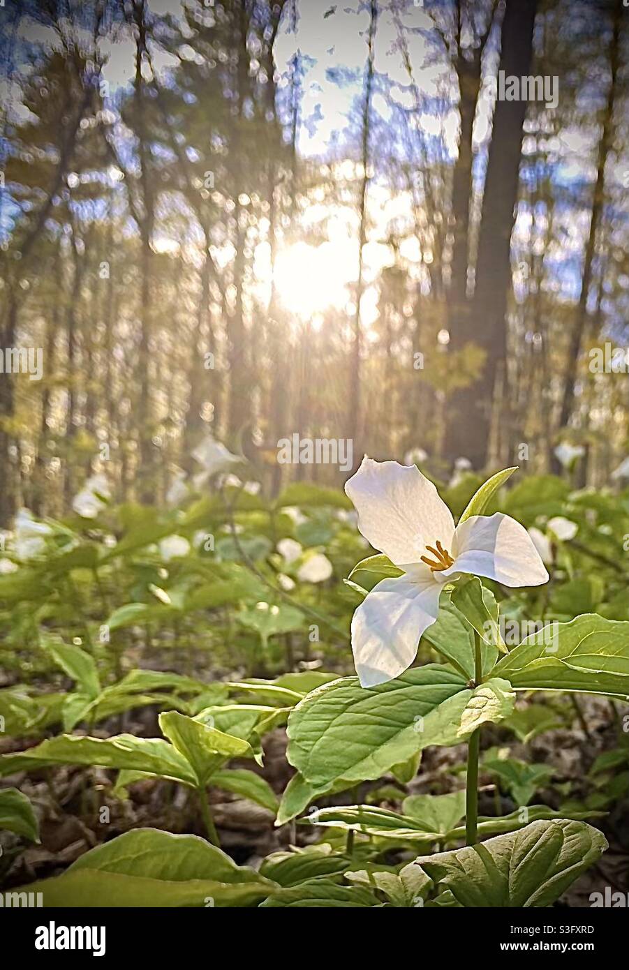 Trillium stretches for the last days of the sunset in the forest. Stock Photo