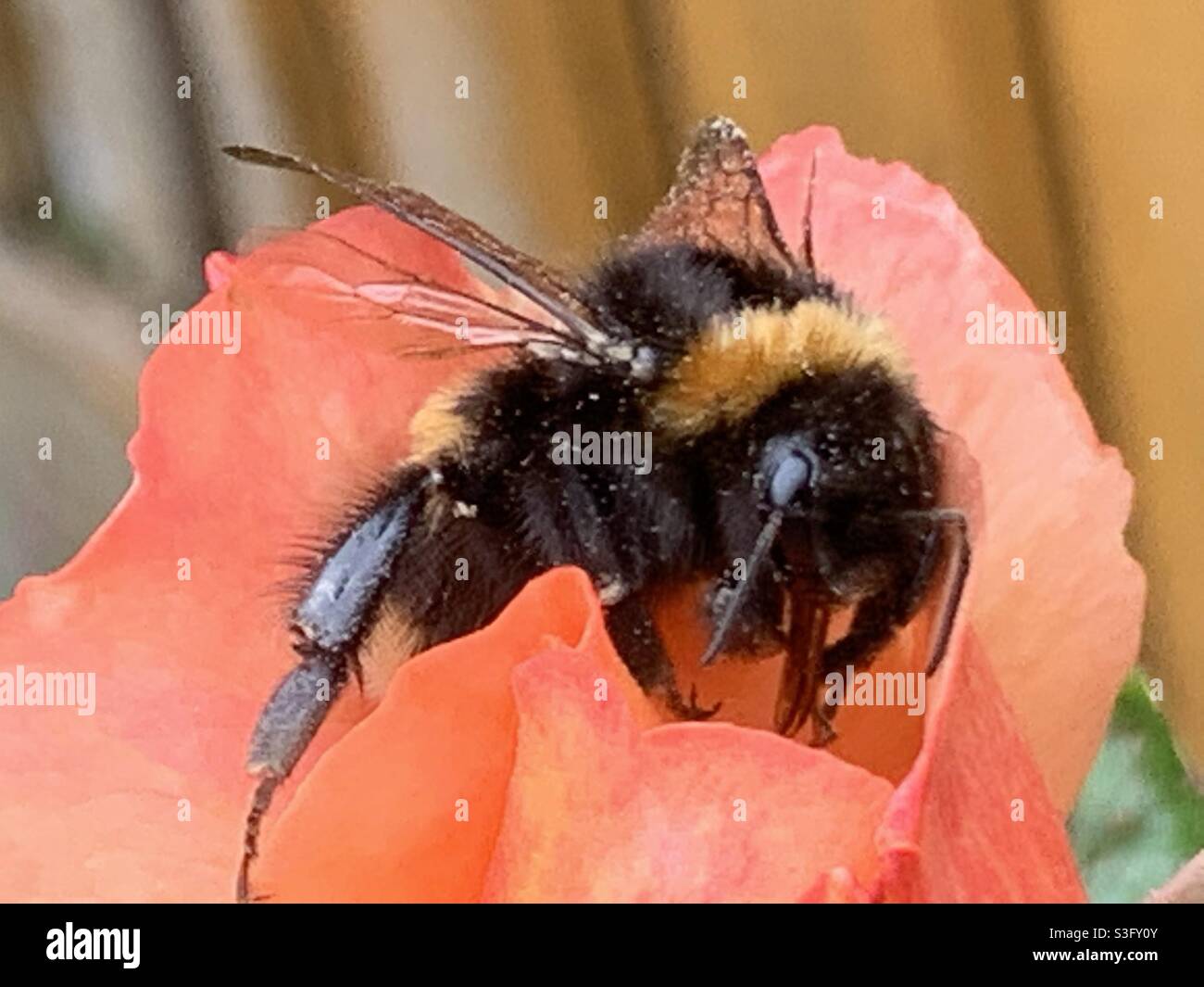 A beautiful British Bumblebee on a Rose flower. Summer 2021. Stock Photo