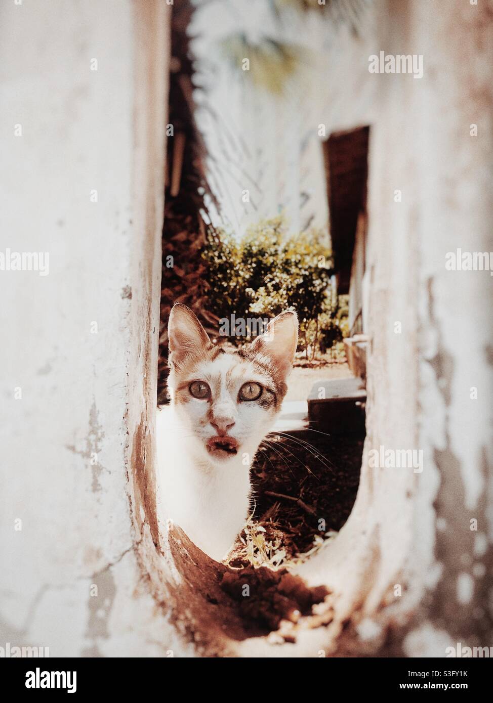 Stray cat looking at camera looking surprised as he has his tongue out - Smartphone Captured Stock Image