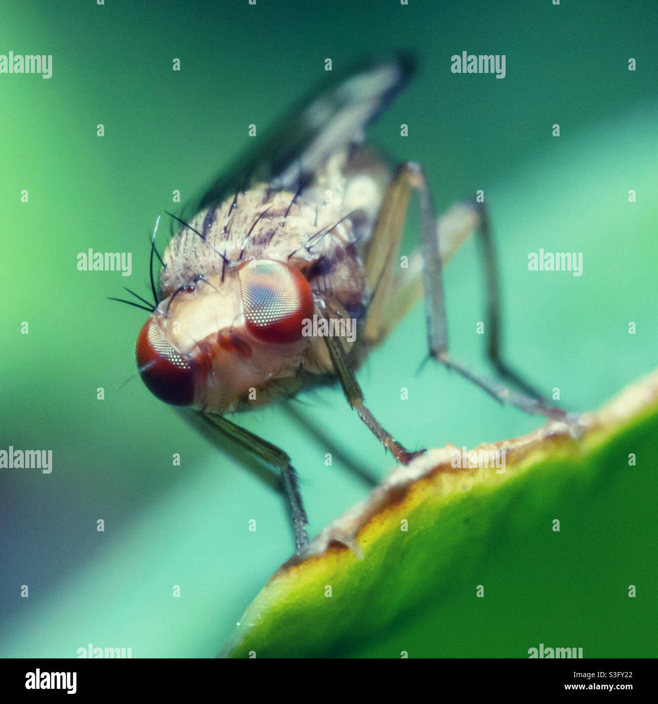 Staggered fly - Smartphone Captured Stock Image