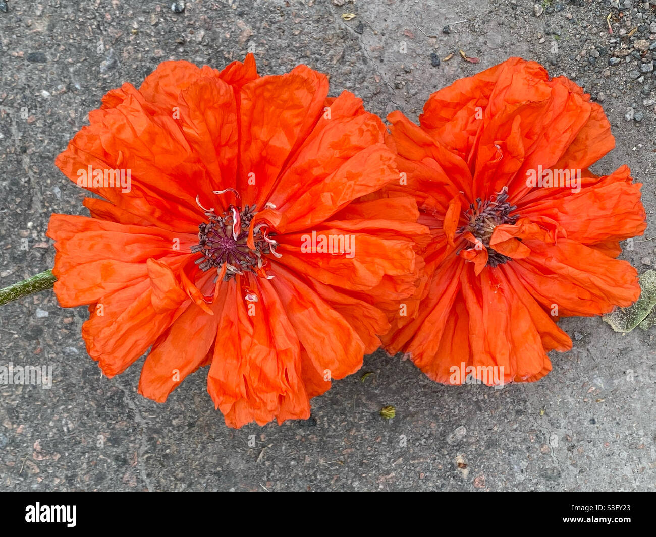 Street hangers - Smartphone Captured Stock Image