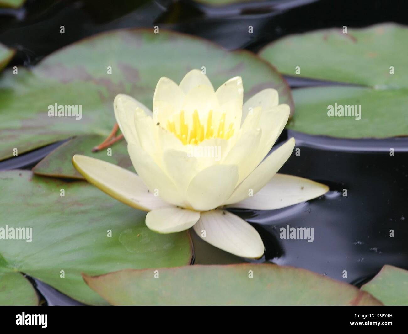 Beautiful flower on lily pad Stock Photo