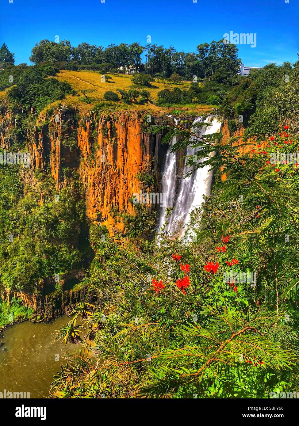 Cascading Howick Falls with a bush of red honeysuckle in the foreground Stock Photo