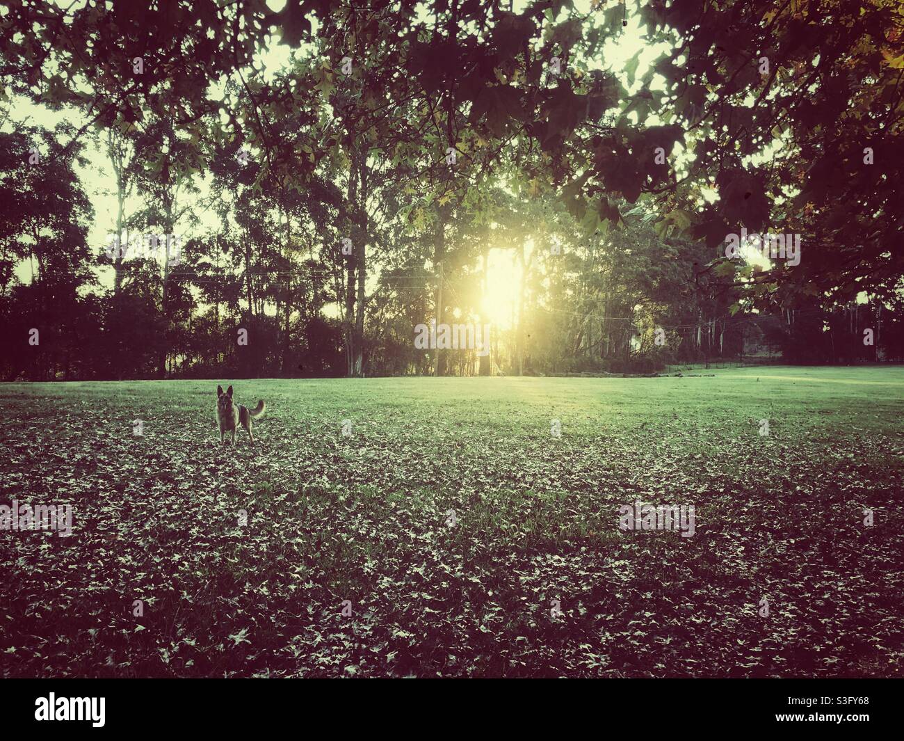 Playful German shepherd in a large field with the setting sun behind it - Smartphone Captured Stock Image