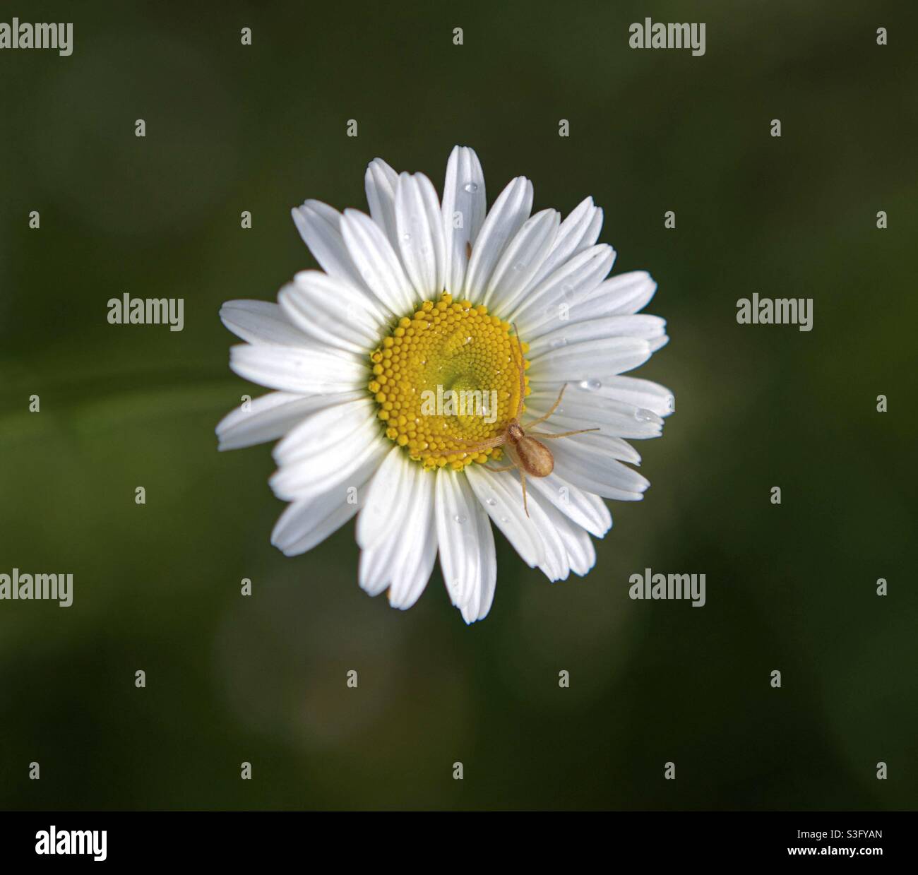 A daisy from above with a tiny crab spider sipping from a water drop. Stock Photo