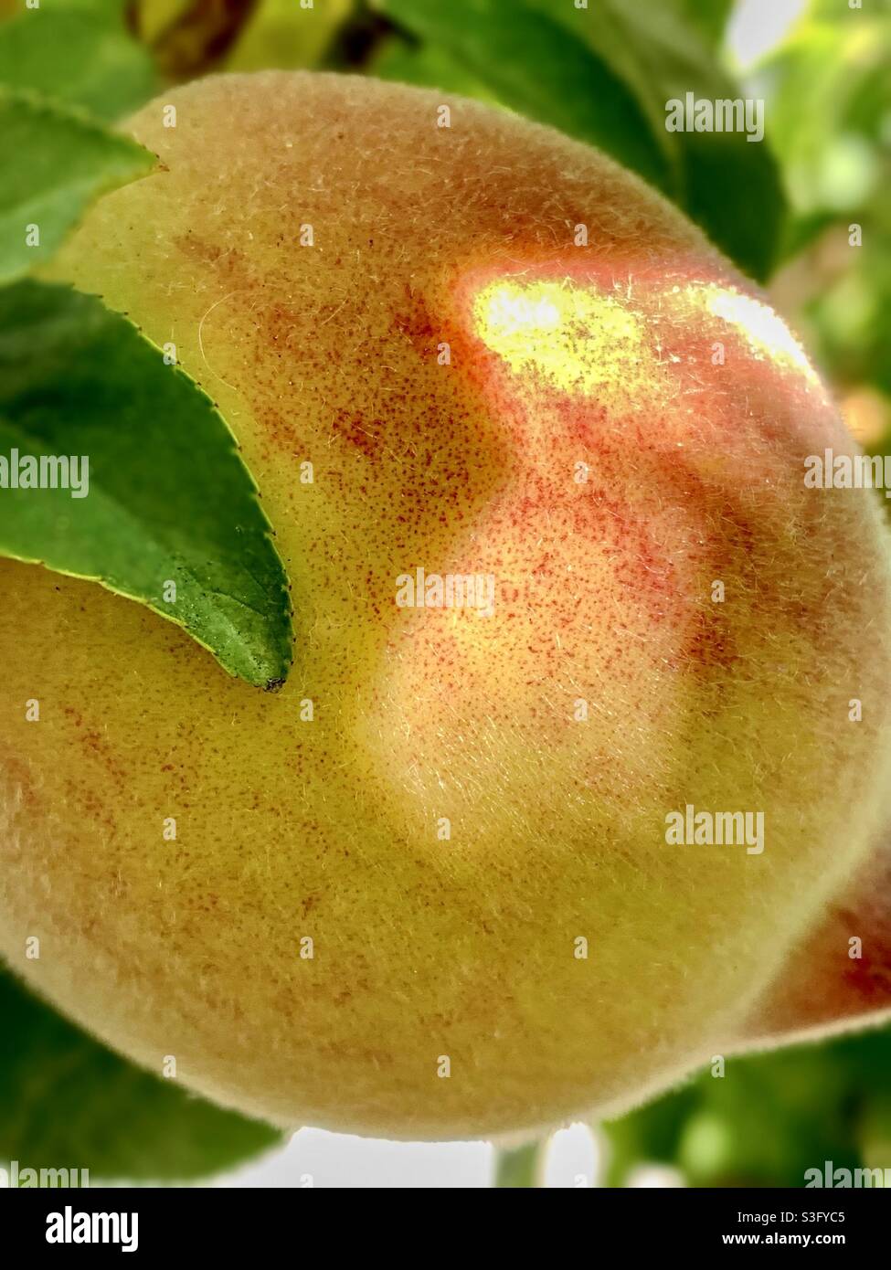 The ripe peach with the skin looking like lady face pink on the tree ...