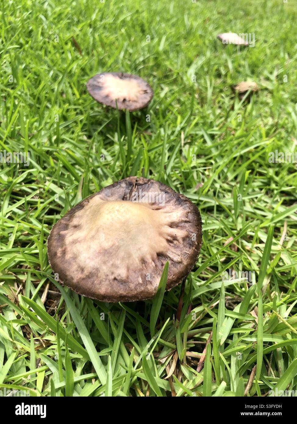 Mushrooms in wet grass Stock Photo Alamy