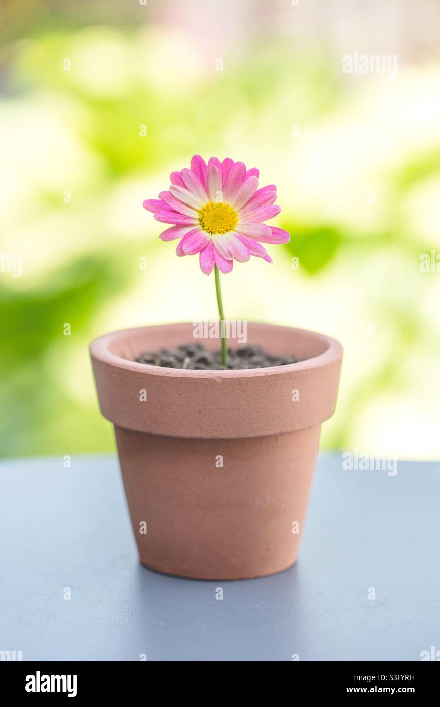 A pretty pink daisy flower in a brightly lit gardening concept image resting in a flower pot - Smartphone Captured Stock Image