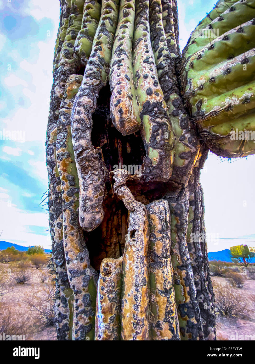 Saguaro cactus ribs hi-res stock photography and images - Alamy