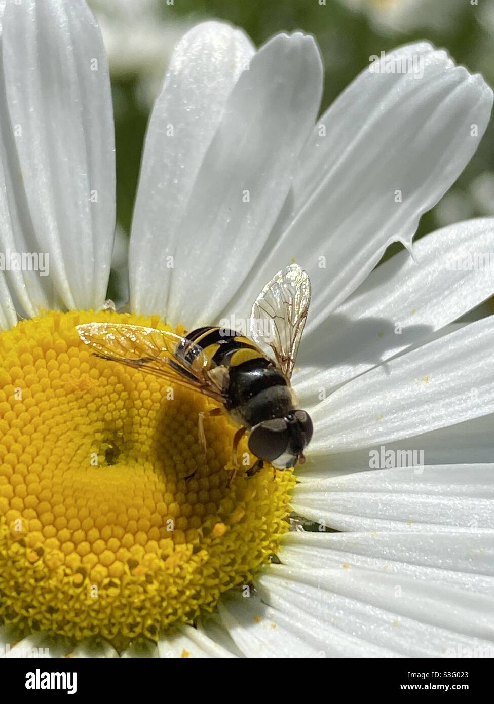 Close up of bee on freshly opened daisy - Smartphone Captured Stock Image